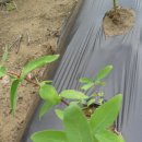 정선군농업기술센터 이미지