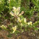 향나무로 이미지