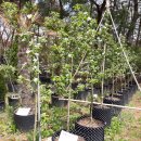 미소농장 이미지