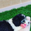 아리스타펫호텔 이미지