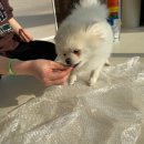 펫글뷰티 이미지