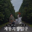 삼거리목장 | 제주도 비올때 가볼만한곳 흐린날 사진명소 제주 제동목장입구삼거리 주차