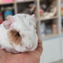 라이더샵# 이미지