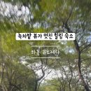 핍치스 이미지