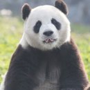 다있다판다