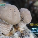 장터발전소 이미지