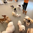 놀러오개 애견 유치원 애견 호텔 이미지