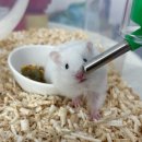 햄토리 군단 이미지