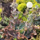 할망꽃쉼팡 민박 이미지