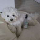 펫프랜즈 | 강아지 고양이 냄새 고민 끝! 매일 쓰게 되는 퓨어프렌즈 펫탈취제 후기