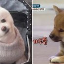 멍멍이집 이미지