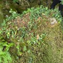 정령의숲 | 제주 서쪽 애월읍 카페 이끼숲소길 셀프웨딩 촬영 후기 야외스냅 장소추천