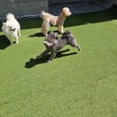 리치펫하우스 이미지