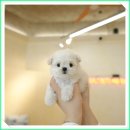 마이하우스퍼피 수원애견미용훈련 | 동탄강아지무료분양 입양 절차 과정과 후기
