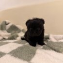 독스캣 강아지고양이 수원점 이미지