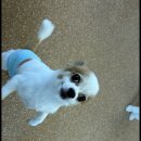 도담유치원 | 대전 강아지유치원 같이할개에 다녀온 도담이 후기 ♥