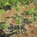 윤미농장 이미지