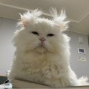 룰루랄라 이미지