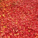 2025년 11월 16일 교회소식 이미지