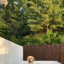 스테이독민박 이미지