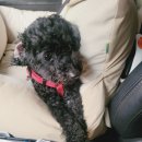 신한동물병원 앞 이미지