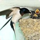 장마:날굿이 넌센스퀴즈 이미지
