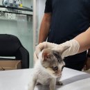 최종주동물병원 이미지