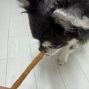 정성쿡 | 강아지 수제간식 추천! 제리쿡 마약스틱 후기 :) 기호성 좋은 무첨가 강아지 간식🐶