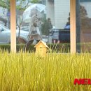 단평농장 Daum카페