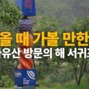 신효동 하귤나무 네이버블로그