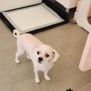 뚱이애견 이미지