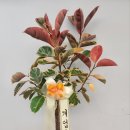 루비약국 이미지