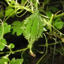 하리네집 이미지