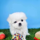 동양애견 강아지분양 고양이분양 이미지