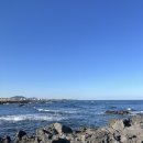 (주)보광제주 휘닉스아일랜드 | 임신 33주차 제주 태교여행 (2) 휘닉스 아일랜드, 비자림, 섭지코지, 황금향 따기 체험, 서귀포 축협...