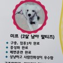 강아지 공화국 네이버블로그