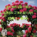 서영미 Daum카페