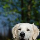 미소댕댕 이미지