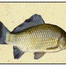 큰손참붕어찜 이미지