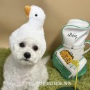 러블리펫샵 이미지