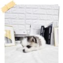 사랑아멍멍해 이미지