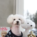 하쿠애견샵 이미지