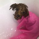 Just Grooming 이미지