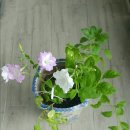 자라는 씨앗-기다림 이미지