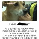 동물농장 나와서 집 재건축+3000만원후원금 받아쳐먹고 강아지 패죽인 사건 현황 이미지