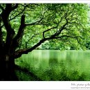 버드나무 이미지