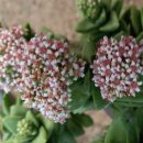 신동목장 이미지