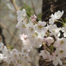 양평벚꽃하우스 이미지