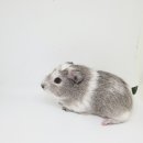 헬로 리틀 애니멀 이미지