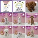 하이몽 애견미용실 이미지